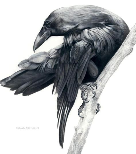 raven art  michael pape aves noir crows ravens