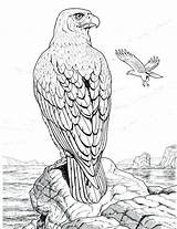 Coloring Pages Hawk Eagle Perched Rock Eagles Animals Printable Realistic Color Wildlife Kleurplaat Drawing Bald Red Colouring Bird Print Para sketch template
