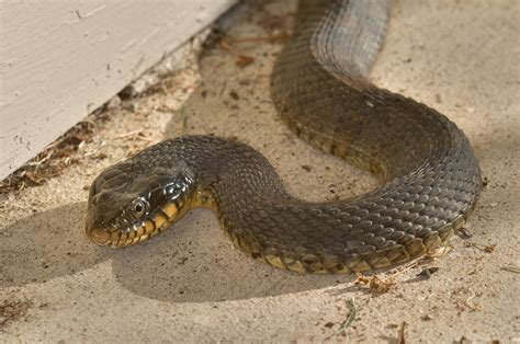 photo   yellow bellied water snake nerodia erythrogasterbush dr college station texas