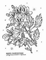 Botanical Coloring Pages Prev Next sketch template