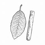 Tobacco Leaf Clip Vector Sketch Illustrations Cigar Illustration Drawn Unlabelled Cuban Caribbean Unlit Brown Isolated Smoke Whole Ready Hand Background sketch template