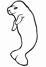 Manatee Coloring sketch template