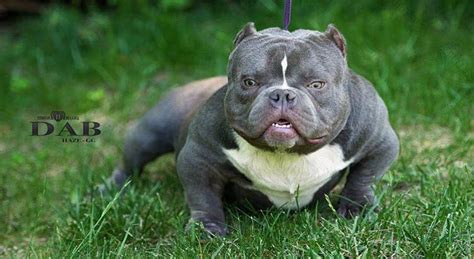 american bully exotic archives exotic bully