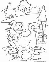 Coloring Duck Duckling Pages Ducklings Ugly Mother Colouring Ducks Swimming Kids Swim Printable Quack Pigeon Omalovánka Way Make Her Mom sketch template