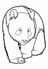 Coloriage Pandas Justcolor Animale Everfreecoloring Coloriages sketch template