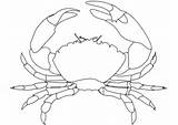 Crab Coloring Pages Drawing Outline Printable Blue Template Crabs Public Domain Categories sketch template