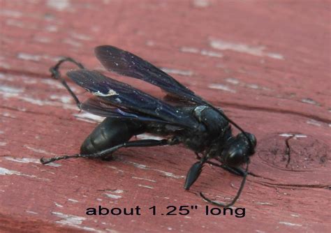 large flying bug  captures grasshoppers pest