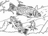 Coloring Bass Pages Fish Smallmouth Boat Drawing Bluegill Color Trout Printable Place Getcolorings Getdrawings Tocolor Print sketch template