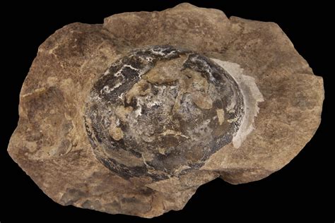 soft shelled dinosaur eggs shed light  prehistoric parenting