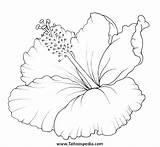 Flower Hibiscus Coloring Flowers Pages Printable Drawing Plumeria Hawaiian Tattoos Tattoo Dibujos Orquideas Tropical Getdrawings Print Drawings Getcolorings Watercolor Choose sketch template