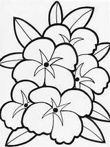 Coloring Petals Flower Pages Popular sketch template