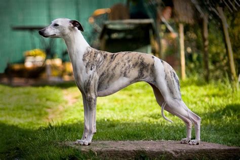 dogs    greyhounds pictures personality