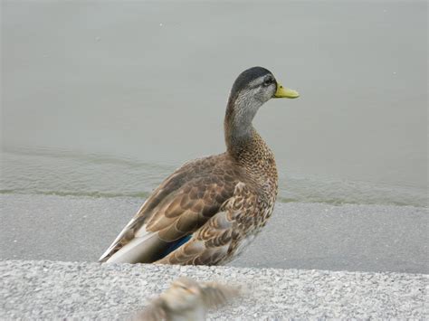 ducks patricia heatheringtoncom