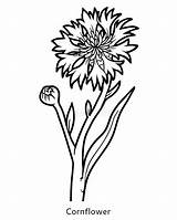 Bleuet Cornflower Fiordaliso Fiore Kornblume Blume Malbuch sketch template