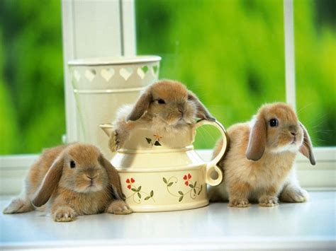images  bunnies  pinterest  bunny white bunnies  ears