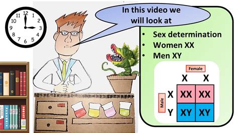 Gcse Biology Sex Determination Revision Youtube