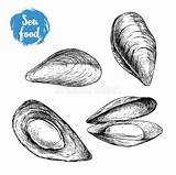 Cozze Schizzo Frutti Aperto Chiuso Animale Messe Disegnate Shareasale Mussels sketch template