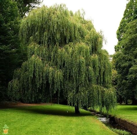 Weeping Willow Tree Fast Growing Shade Trees Shade