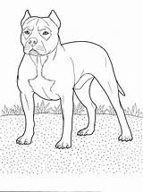 Coloring Pit Bull Pages sketch template