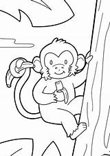 Monyet Mewarnai Tulamama Monkeys Climb Anak Tk sketch template