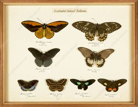 Sexual Dimorphism In Butterflies Stock Image C021 7540