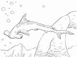 Sharks Hammerhead sketch template