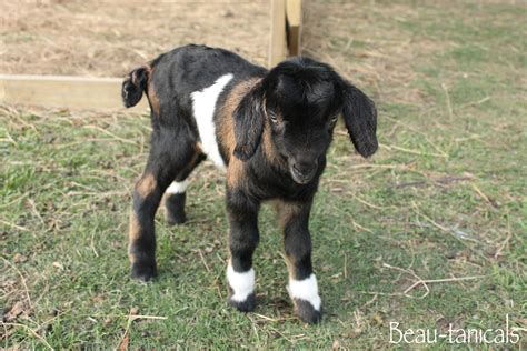 newborn lamanchanubian cross kids theyre  cute farm fun animals goats