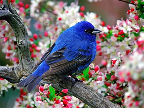 Colourful Most Beautiful Birds Desktop Widescreen