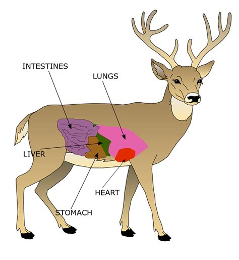 21 Deer Anatomy For Hunters 2022 Peepsburgh
