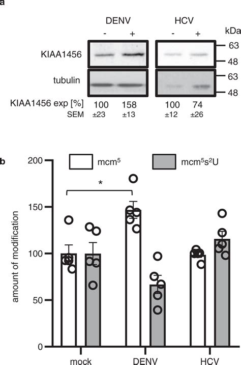 Effect Of Denv And Hcv Infection On Kiaa1456 Protein Levels And Mcm⁵