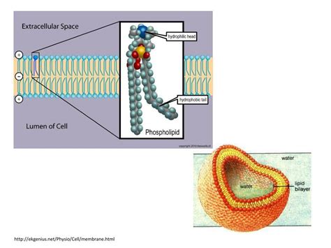 cell membrane  transport   cell membrane