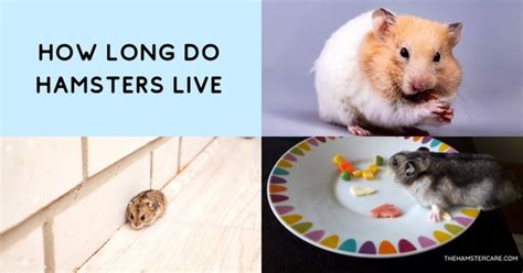 How Long Do Hamsters Live Hamster Lifespan And More