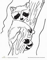 Raccoon Coloring Baby Raccoons Racoon Pages Drawing Drawings Animal Line Printable Worksheet Animals Colouring Education Craft Sheets Wood Babies Patterns sketch template