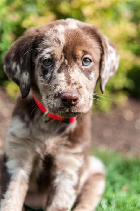 german shorthaired pointer golden retriever mix gsp owners