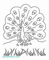 Peacock Coloring Pages Kids Printable Color Print Sheets Kidsfront sketch template