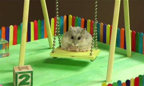 video tiny hamster in a tiny playground is ridiculously cute and set to dominate internet