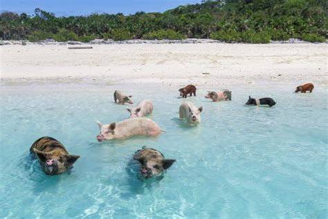 visit  swimming pigs bahamas  exuma pigs