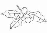 Holly Coloring Pages Printable Christmas Drawing Categories sketch template