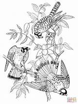 Coloring Sparrow Hawk Sparrowhawk Pages Falcons Kestrel American Flying Tree Three Printable Getdrawings Drawing Designlooter 77kb 1600px 1200 sketch template