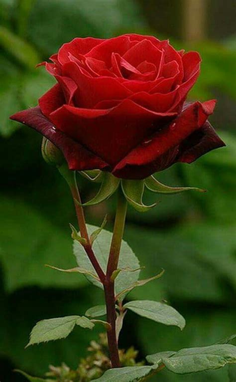 linda rosa roja lovely red rose flores flowers beautiful rose flowers amazing flowers