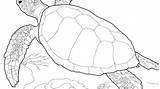 Turtle Outline Drawing Shell Loggerhead Sea Coloring Turtles Drawings Paintingvalley Realistic sketch template
