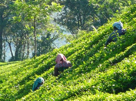 10 Best Tea Plantations In India