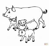 Pigs Coloring Pig Baby Mother Pages Drawing Family Colouring Printable Color sketch template