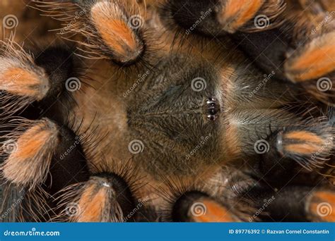 mexican redknee tarantula shedding  skin brachypelma smithi stock