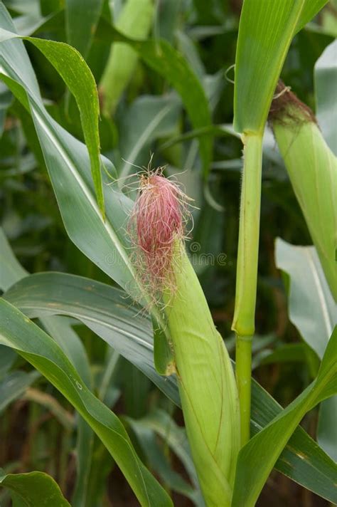 ear corn stock image image  rows stalk feed maize