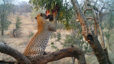 male leopard feeding youtube