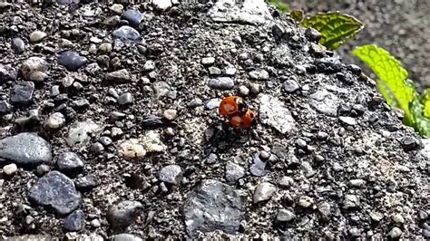 Ladybug Sex Youtube