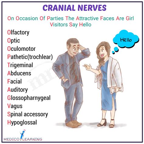 cranial nerves mnemonic anatomy