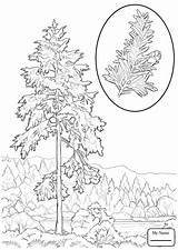Coloring Tree Hemlock Pages State Washington Redwood Trees Drawing Printable Leaves Western Cougars Color Getdrawings Kids Getcolorings Sketch Library Template sketch template