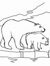 Polar Orso Polare Orsi Arctic Animali Topcoloringpages Arctics sketch template